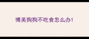 博美狗狗不吃食怎么办