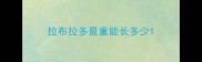 拉布拉多最重能长多少