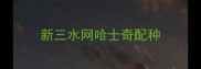 新三水网哈士奇配种