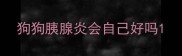 狗狗胰腺炎会自己好吗