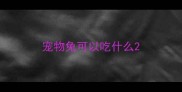 宠物兔可以吃什么