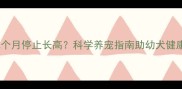 比熊犬几个月停止长高科学养宠指南助幼犬健康发育全