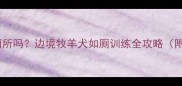 边牧能教会去厕所吗边境牧羊犬如厕训练全攻略附超实用教程