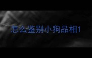 怎么鉴别小狗品相