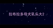 拉布拉多母犬乳头大