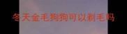 冬天金毛狗狗可以剃毛吗