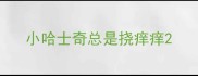 小哈士奇总是挠痒痒
