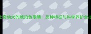 哈士奇幼犬的琥珀色眼睛品种特征与科学养护全指南