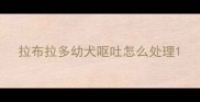 拉布拉多幼犬呕吐怎么处理
