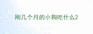 刚几个月的小狗吃什么