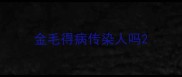 金毛得病传染人吗