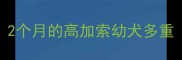 2个月的高加索幼犬多重