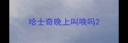 哈士奇晚上叫唤吗