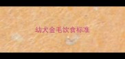 幼犬金毛饮食标准