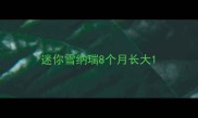 迷你雪纳瑞8个月长大
