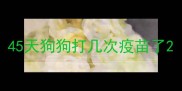 45天狗狗打几次疫苗了