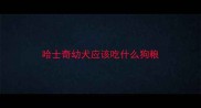 哈士奇幼犬应该吃什么狗粮
