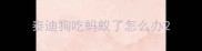 泰迪狗吃蚂蚁了怎么办