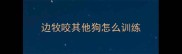 边牧咬其他狗怎么训练
