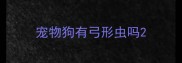 宠物狗有弓形虫吗