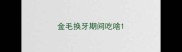 金毛换牙期间吃啥