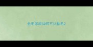 金毛尿尿如何不让粘毛