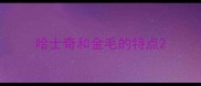 哈士奇和金毛的特点