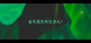 金毛是拉布拉多么