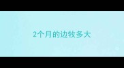 2个月的边牧多大
