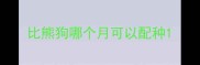 比熊狗哪个月可以配种