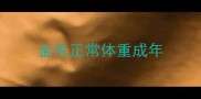 金毛正常体重成年