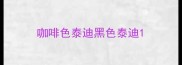 咖啡色泰迪黑色泰迪
