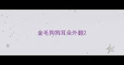 金毛狗狗耳朵外翻