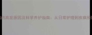 猫咪生病的高发原因及科学养护指南从日常护理到疾病预防的全面