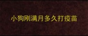 小狗刚满月多久打疫苗