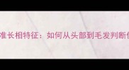 哈士奇标准长相特征如何从头部到毛发判断优质幼犬
