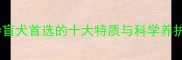 拉布拉多性格导盲犬首选的十大特质与科学养护指南最新版