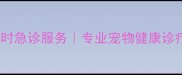 市桥瑞鹏宠物医院24小时急诊服务专业宠物健康诊疗中心地址与口碑推荐