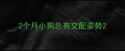 2个月小狗总有交配姿势
