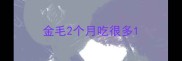 金毛2个月吃很多