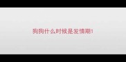 狗狗什么时候是发情期