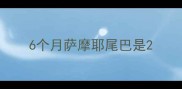 6个月萨摩耶尾巴是