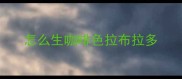 怎么生咖啡色拉布拉多