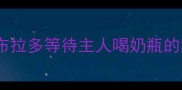 宠物行为拉布拉多等待主人喝奶瓶的科学应对指南