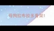 母狗拉布拉多骨架