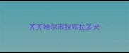 齐齐哈尔市拉布拉多犬