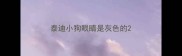 泰迪小狗眼睛是灰色的