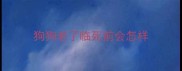 狗狗老了临死前会怎样