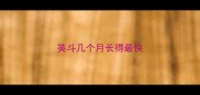英斗几个月长得最快