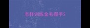 怎样训练金毛握手